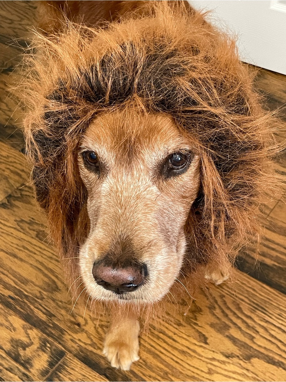 Lion Mane Dog Costume - Red Brown Plush Pet Headpiece